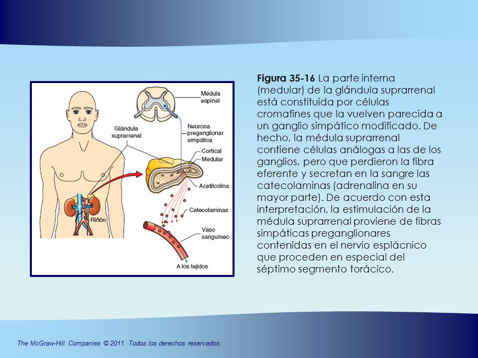 Figura La parte interna (medular) de la glándula suprarrenal está constituida por células cromafines que la vuelven parecida a un ganglio simpático modificado.