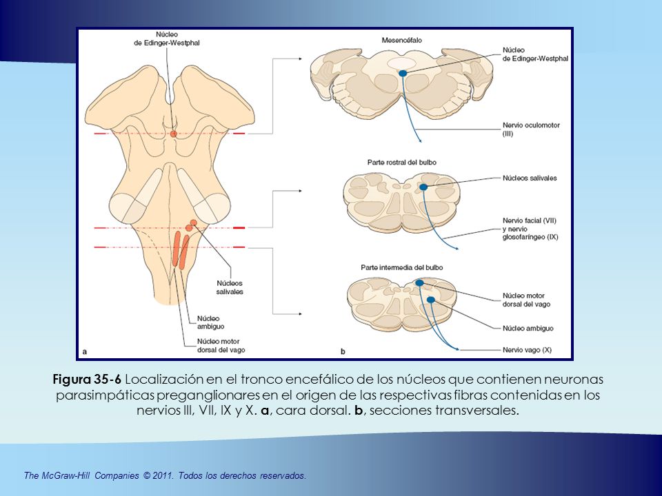 Figura 35-6 Localización en el tronco encefálico de los núcleos que contienen neuronas parasimpáticas preganglionares en el origen de las respectivas fibras contenidas en los nervios III, VII, IX y X.