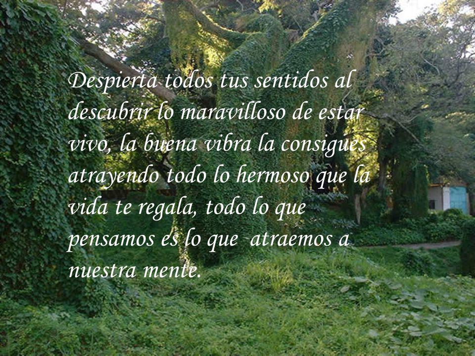 Despierta todos tus sentidos al descubrir lo maravilloso de estar vivo, la buena vibra la consigues atrayendo todo lo hermoso que la vida te regala, todo lo que pensamos es lo que atraemos a nuestra mente.