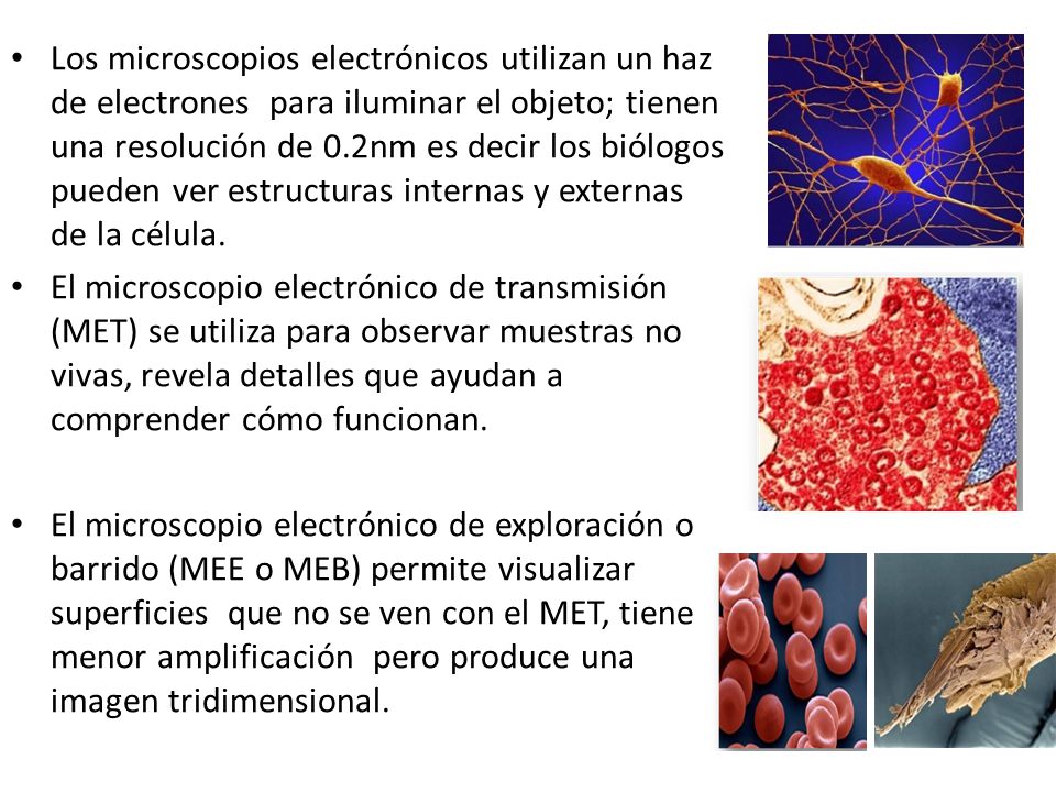 Los microscopios electrónicos utilizan un haz de electrones para iluminar el objeto; tienen una resolución de 0.2nm es decir los biólogos pueden ver estructuras internas y externas de la célula.