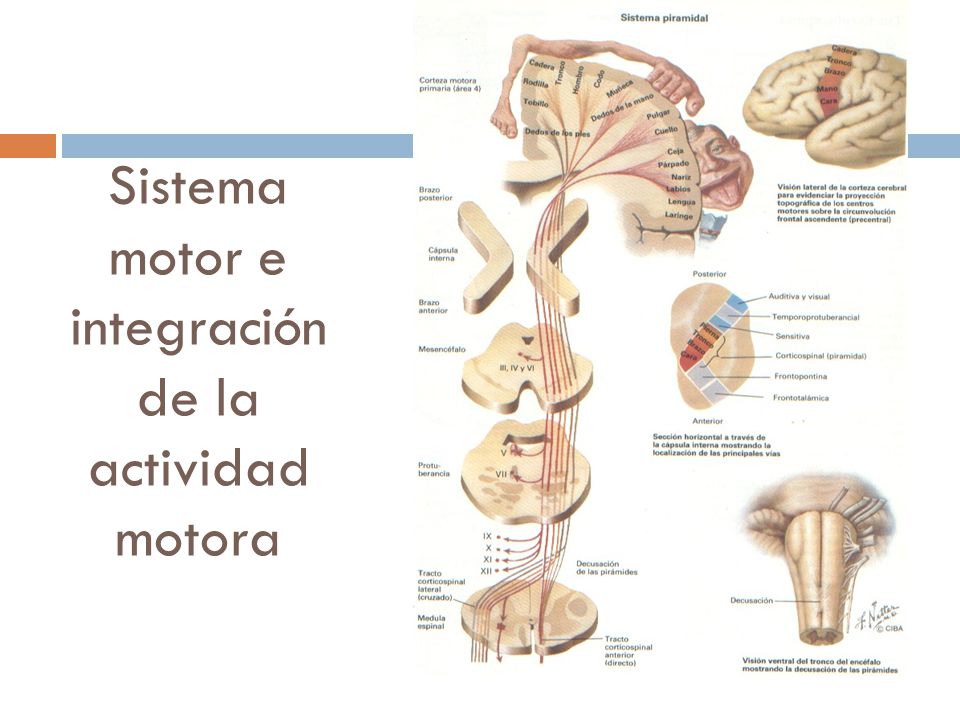 Sistema motor e integración de la actividad motora