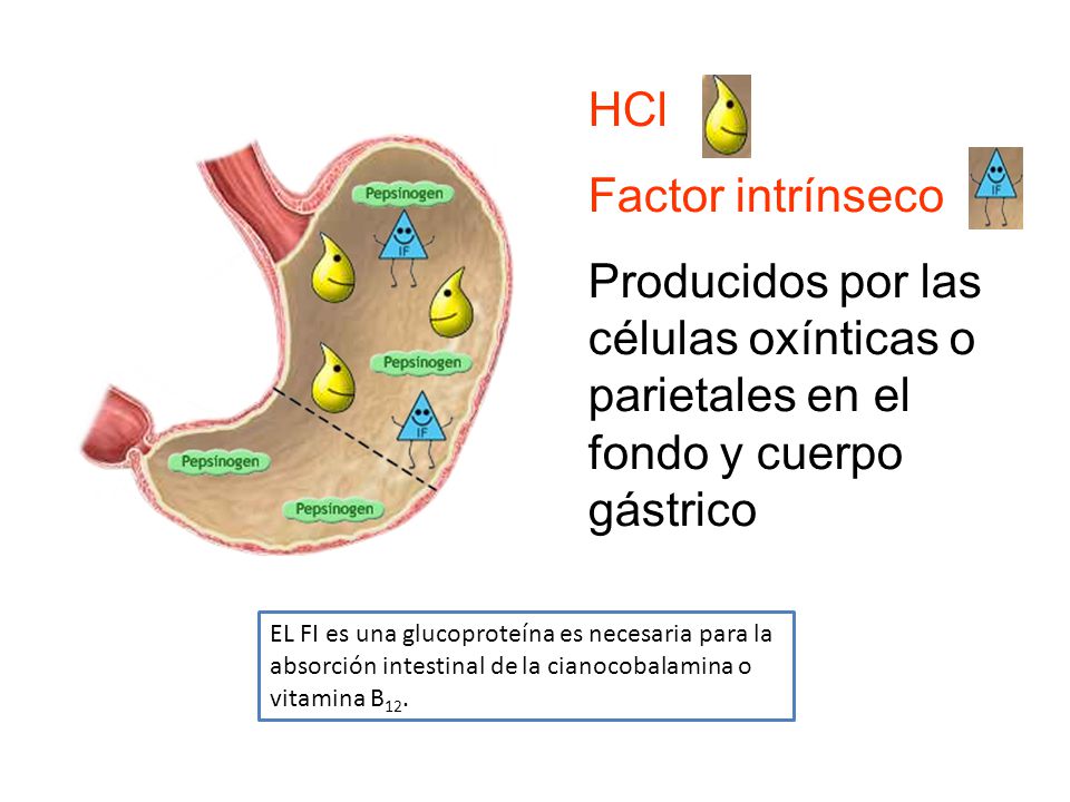 HCl Factor intrínseco. Producidos por las células oxínticas o parietales en el fondo y cuerpo gástrico.