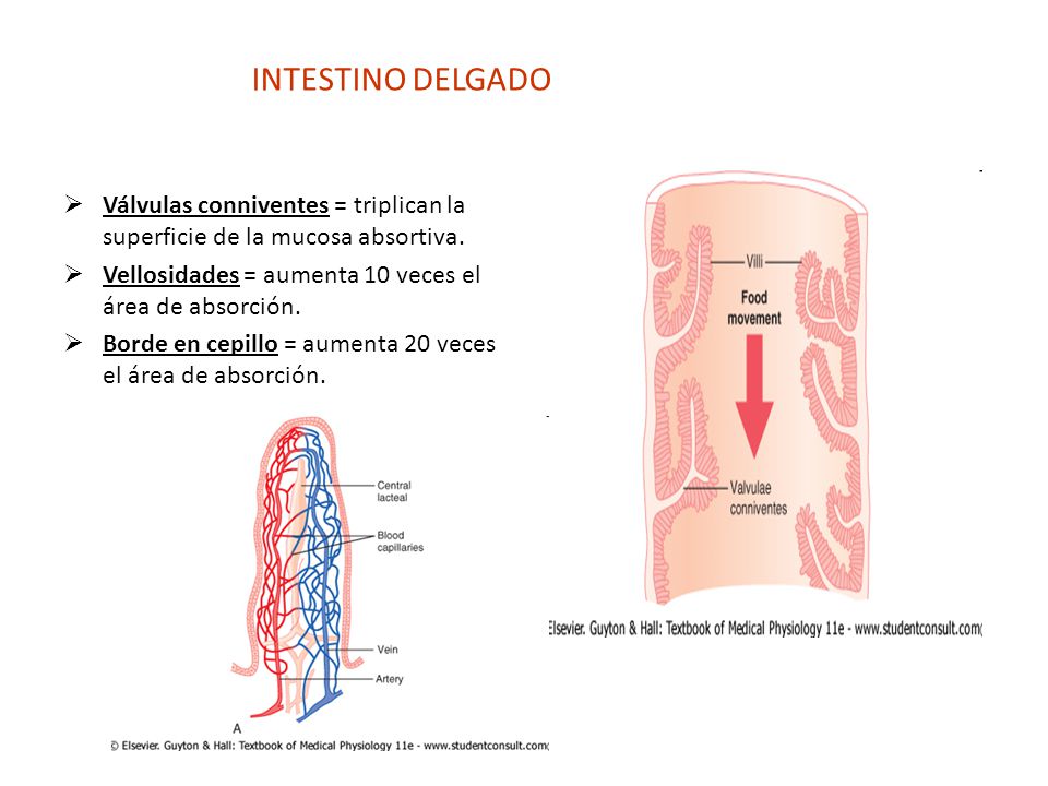 INTESTINO DELGADO Válvulas conniventes = triplican la superficie de la mucosa absortiva. Vellosidades = aumenta 10 veces el área de absorción.