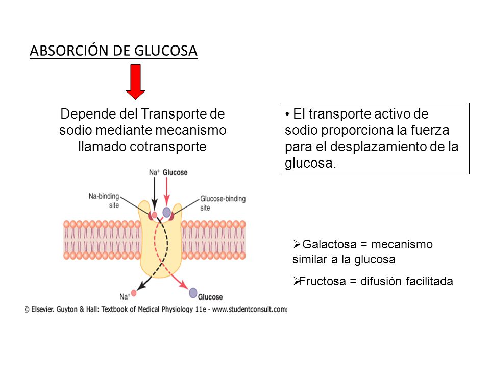 ABSORCIÓN DE GLUCOSA Depende del Transporte de sodio mediante mecanismo llamado cotransporte.