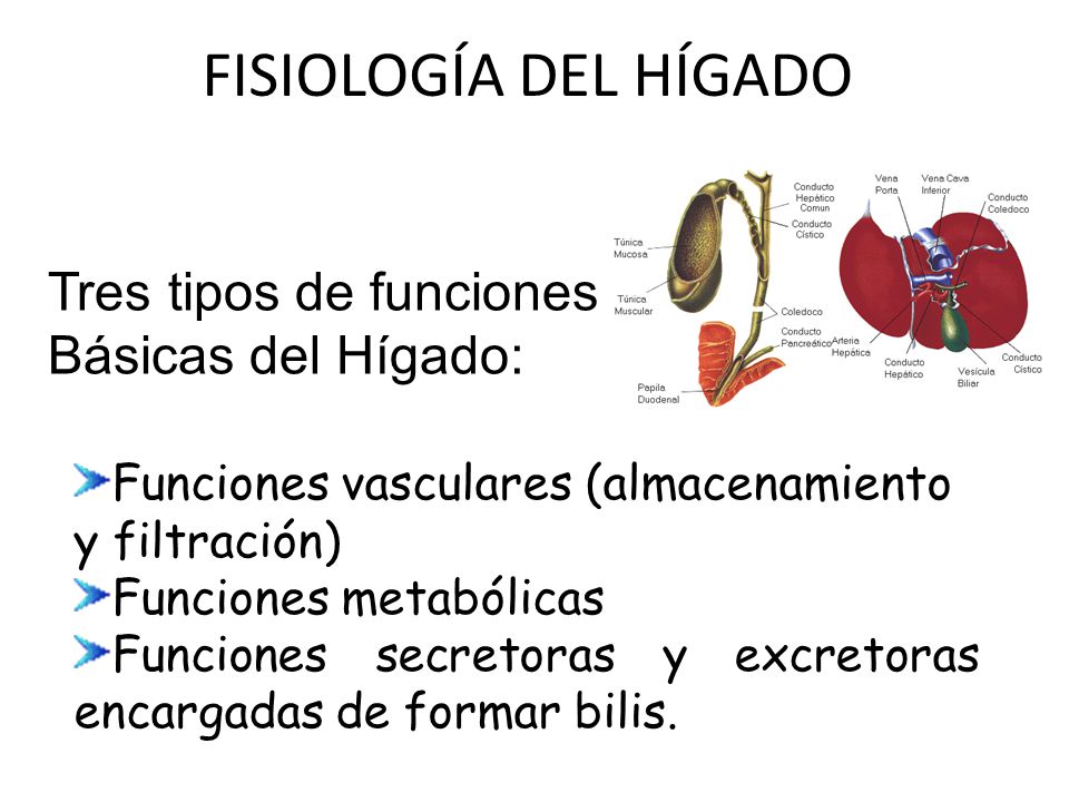 FISIOLOGÍA DEL HÍGADO Tres tipos de funciones Básicas del Hígado: