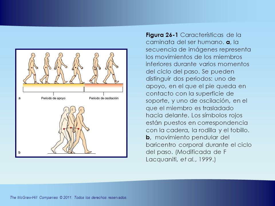 Figura 26-1 Características de la caminata del ser humano