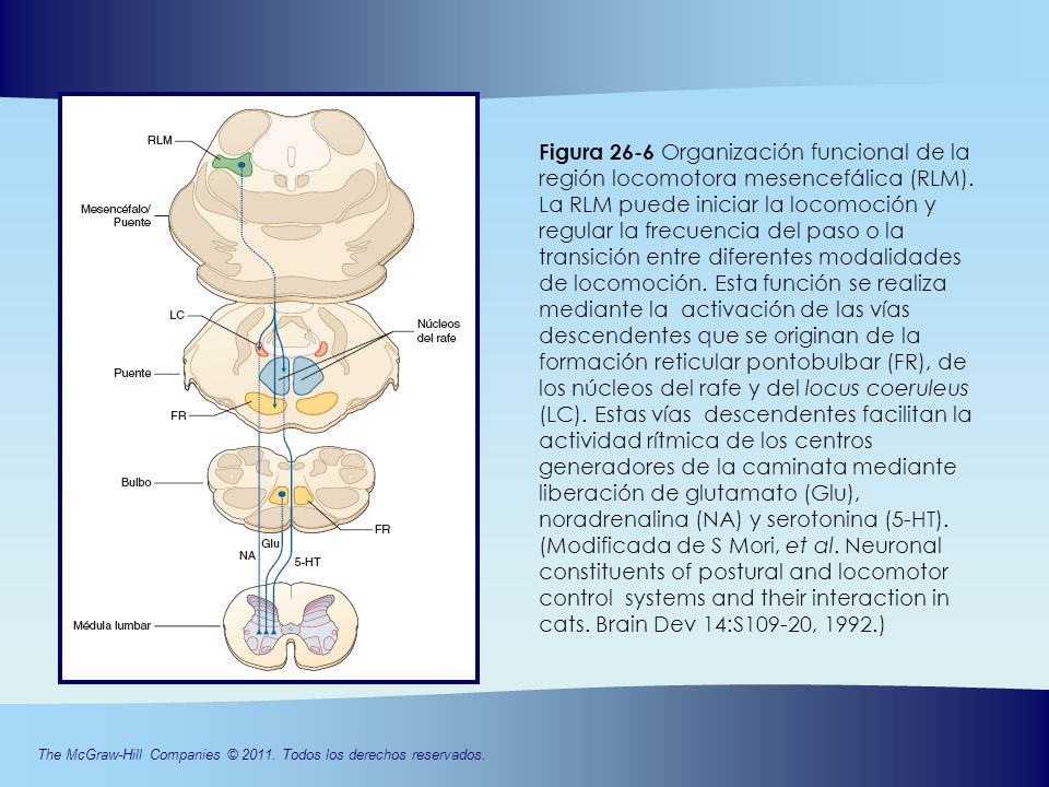Figura 26-6 Organización funcional de la región locomotora mesencefálica (RLM).