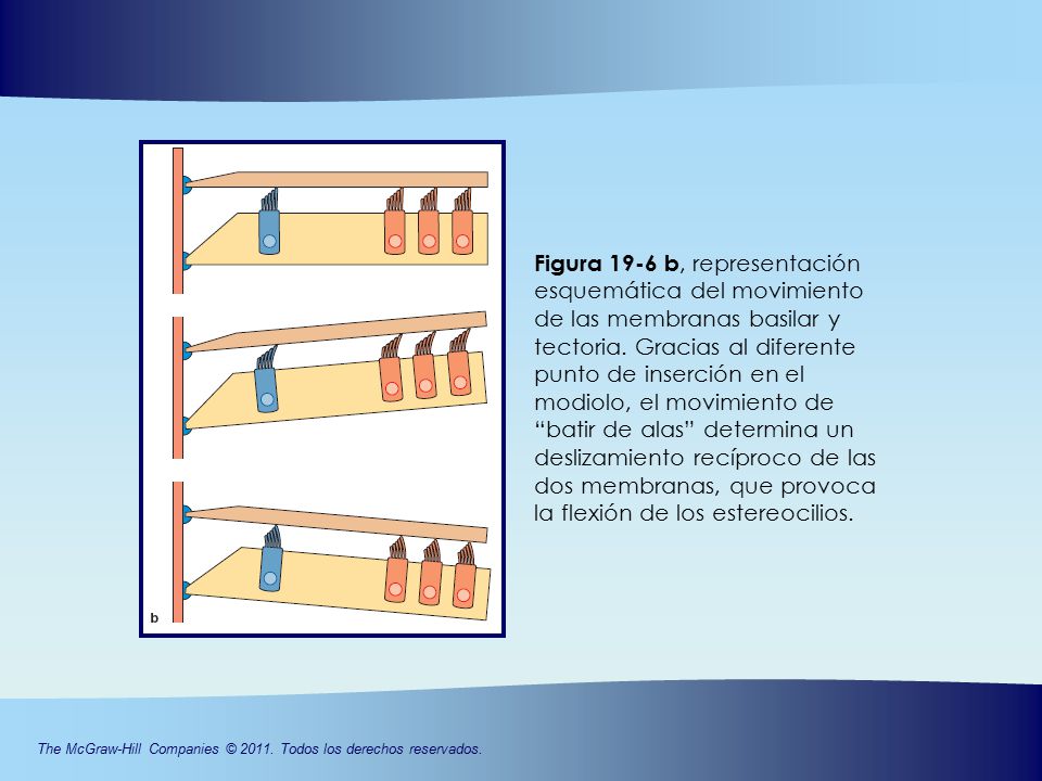 Figura 19-6 b, representación esquemática del movimiento de las membranas basilar y tectoria.