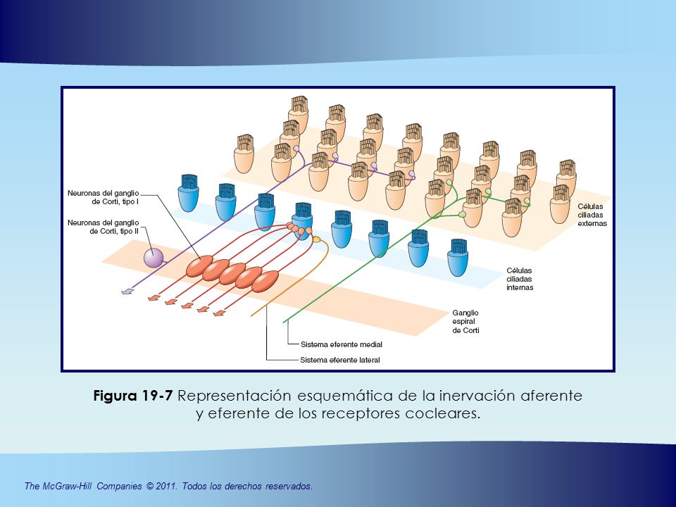Figura 19-7 Representación esquemática de la inervación aferente y eferente de los receptores cocleares.