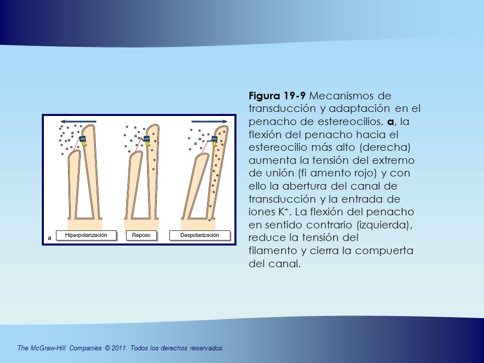 Figura 19-9 Mecanismos de transducción y adaptación en el penacho de estereocilios. a, la flexión del penacho hacia el estereocilio más alto (derecha) aumenta la tensión del extremo de unión (fi amento rojo) y con ello la abertura del canal de transducción y la entrada de iones K+. La flexión del penacho en sentido contrario (izquierda), reduce la tensión del
