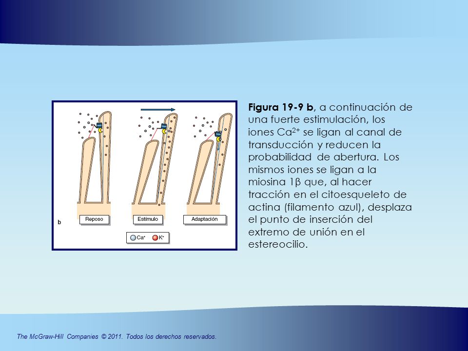 Figura 19-9 b, a continuación de una fuerte estimulación, los iones Ca2+ se ligan al canal de transducción y reducen la probabilidad de abertura. Los mismos iones se ligan a la miosina 1β que, al hacer tracción en el citoesqueleto de actina (filamento azul), desplaza