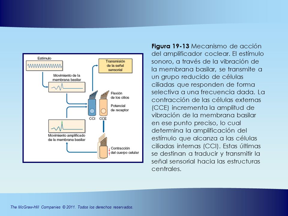 Figura Mecanismo de acción del amplificador coclear. El estímulo