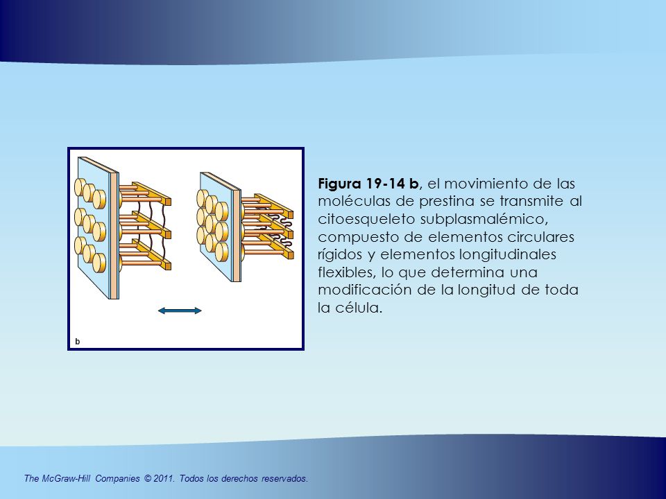 Figura b, el movimiento de las moléculas de prestina se transmite al citoesqueleto subplasmalémico, compuesto de elementos circulares rígidos y elementos longitudinales flexibles, lo que determina una modificación de la longitud de toda la célula.