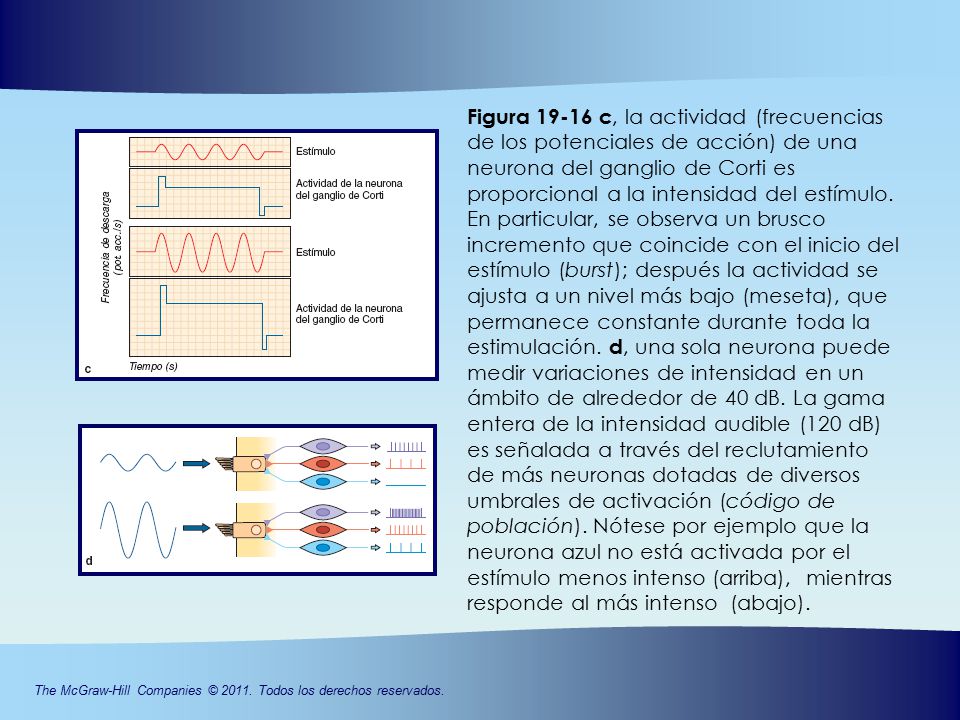 Figura c, la actividad (frecuencias de los potenciales de acción) de una neurona del ganglio de Corti es proporcional a la intensidad del estímulo.