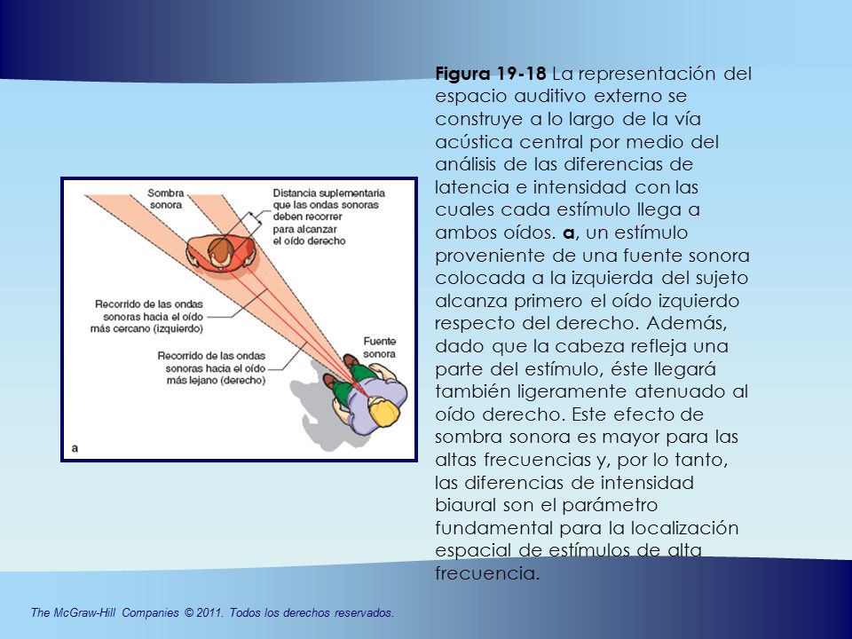 Figura La representación del espacio auditivo externo se construye a lo largo de la vía acústica central por medio del análisis de las diferencias de latencia e intensidad con las cuales cada estímulo llega a