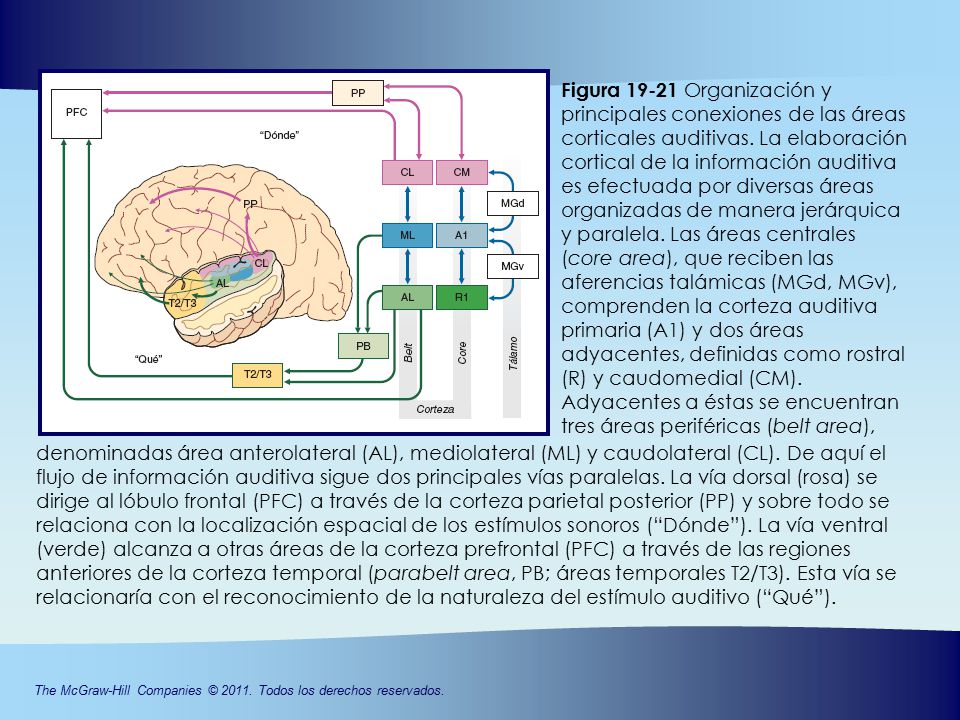 Figura Organización y principales conexiones de las áreas corticales auditivas. La elaboración cortical de la información auditiva es efectuada por diversas áreas organizadas de manera jerárquica y paralela. Las áreas centrales (core area), que reciben las aferencias talámicas (MGd, MGv), comprenden la corteza auditiva primaria (A1) y dos áreas adyacentes, definidas como rostral (R) y caudomedial (CM). Adyacentes a éstas se encuentran tres áreas periféricas (belt area),