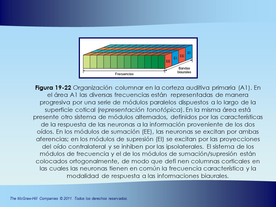 Figura Organización columnar en la corteza auditiva primaria (A1). En el área A1 las diversas frecuencias están representadas de manera progresiva por una serie de módulos paralelos dispuestos a lo largo de la superficie cotical (representación tonotópica). En la misma área está presente otro sistema de módulos alternados, definidos por las características de la respuesta de las neuronas a la información proveniente de los dos oídos. En los módulos de sumación (EE), las neuronas se excitan por ambas aferencias; en los módulos de supresión (EI) se excitan por las proyecciones del oído contralateral y se inhiben por las ipsolaterales. El sistema de los módulos de frecuencia y el de los módulos de sumación/supresión están