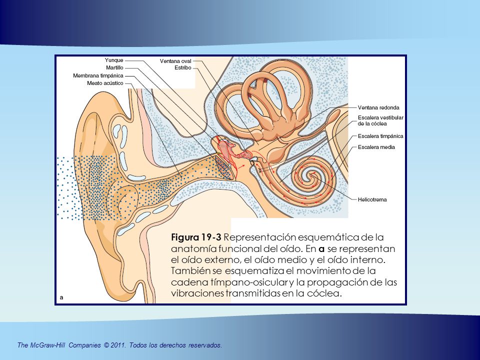 Figura 19-3 Representación esquemática de la anatomía funcional del oído. En a se representan el oído externo, el oído medio y el oído interno.