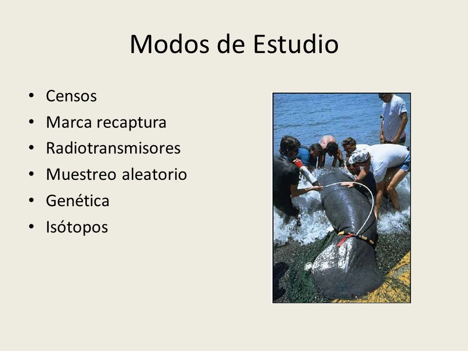 Modos de Estudio Censos Marca recaptura Radiotransmisores