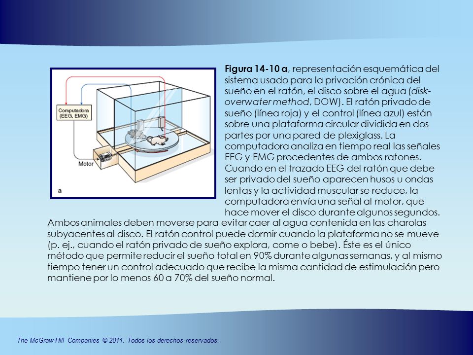 Figura a, representación esquemática del sistema usado para la privación crónica del sueño en el ratón, el disco sobre el agua (disk-overwater method, DOW). El ratón privado de sueño (línea roja) y el control (línea azul) están sobre una plataforma circular dividida en dos partes por una pared de plexiglass. La computadora analiza en tiempo real las señales EEG y EMG procedentes de ambos ratones. Cuando en el trazado EEG del ratón que debe ser privado del sueño aparecen husos u ondas lentas y la actividad muscular se reduce, la computadora envía una señal al motor, que hace mover el disco durante algunos segundos.