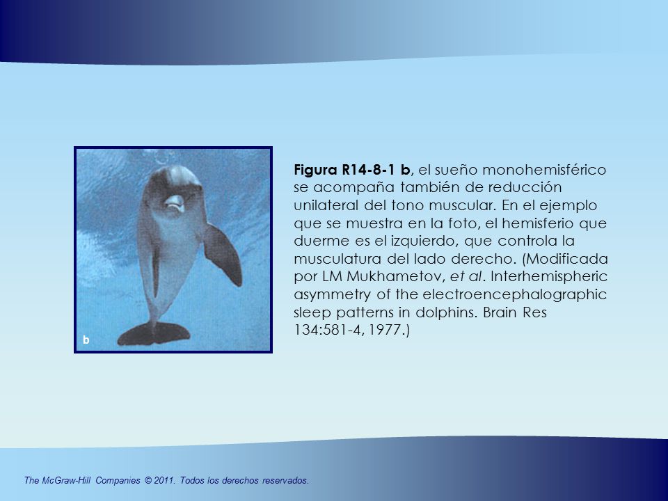 Figura R b, el sueño monohemisférico se acompaña también de reducción unilateral del tono muscular. En el ejemplo que se muestra en la foto, el hemisferio que duerme es el izquierdo, que controla la musculatura del lado derecho. (Modificada por LM Mukhametov, et al. Interhemispheric asymmetry of the electroencephalographic sleep patterns in dolphins. Brain Res