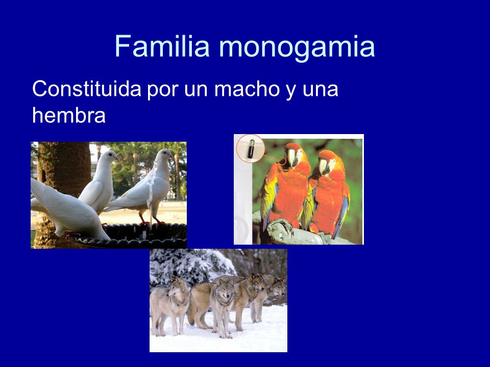 Familia monogamia Constituida por un macho y una hembra