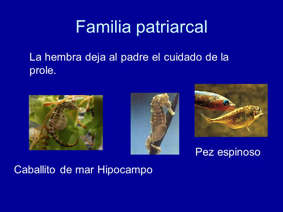 Familia patriarcal La hembra deja al padre el cuidado de la prole.
