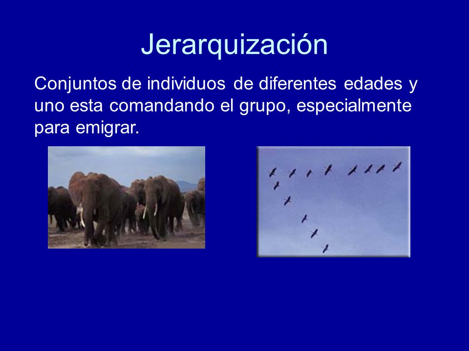 Jerarquización Conjuntos de individuos de diferentes edades y uno esta comandando el grupo, especialmente para emigrar.