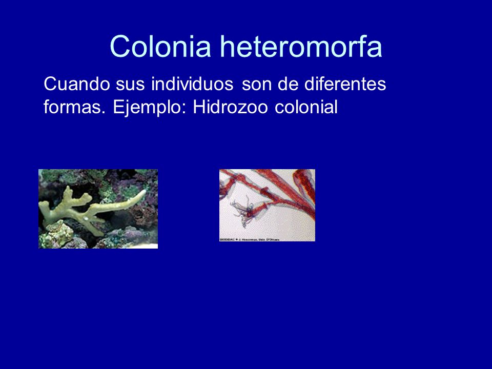 Colonia heteromorfa Cuando sus individuos son de diferentes formas. Ejemplo: Hidrozoo colonial