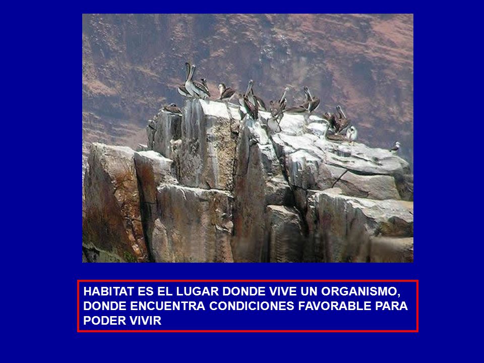 HABITAT ES EL LUGAR DONDE VIVE UN ORGANISMO, DONDE ENCUENTRA CONDICIONES FAVORABLE PARA PODER VIVIR