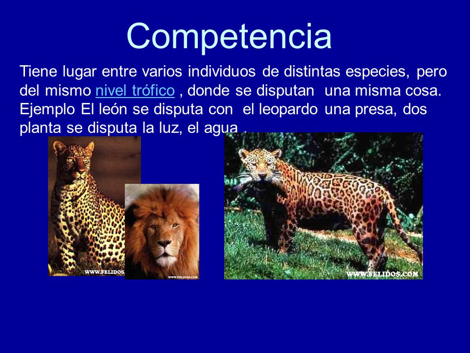 Competencia Tiene lugar entre varios individuos de distintas especies, pero del mismo nivel trófico , donde se disputan una misma cosa.