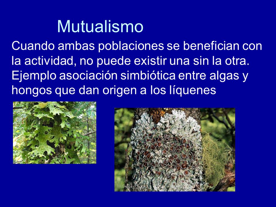 Mutualismo Cuando ambas poblaciones se benefician con la actividad, no puede existir una sin la otra.