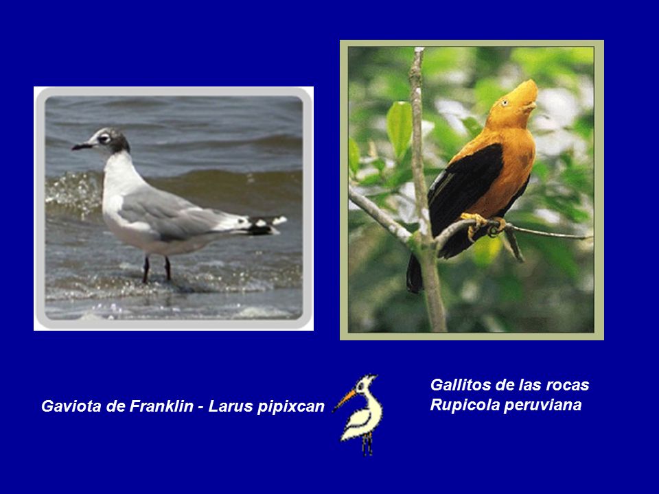 Gallitos de las rocas Rupicola peruviana Gaviota de Franklin - Larus pipixcan