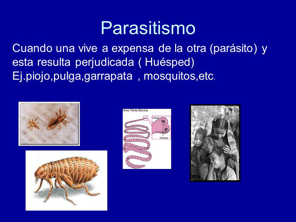 Parasitismo Cuando una vive a expensa de la otra (parásito) y esta resulta perjudicada ( Huésped) Ej.piojo,pulga,garrapata , mosquitos,etc.