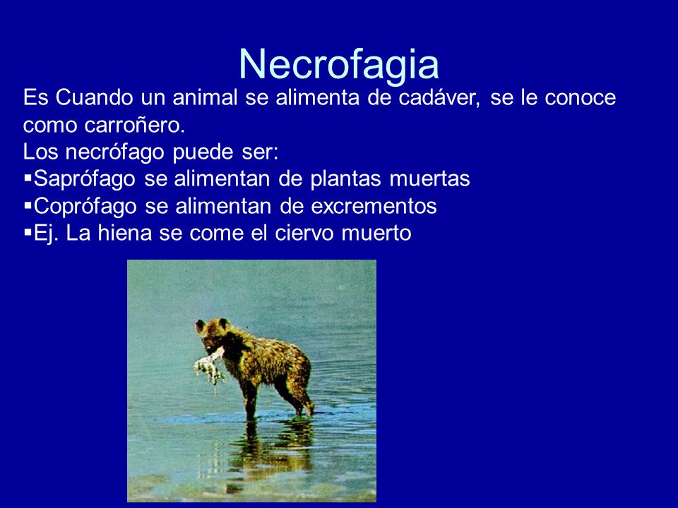 Necrofagia Es Cuando un animal se alimenta de cadáver, se le conoce como carroñero. Los necrófago puede ser: