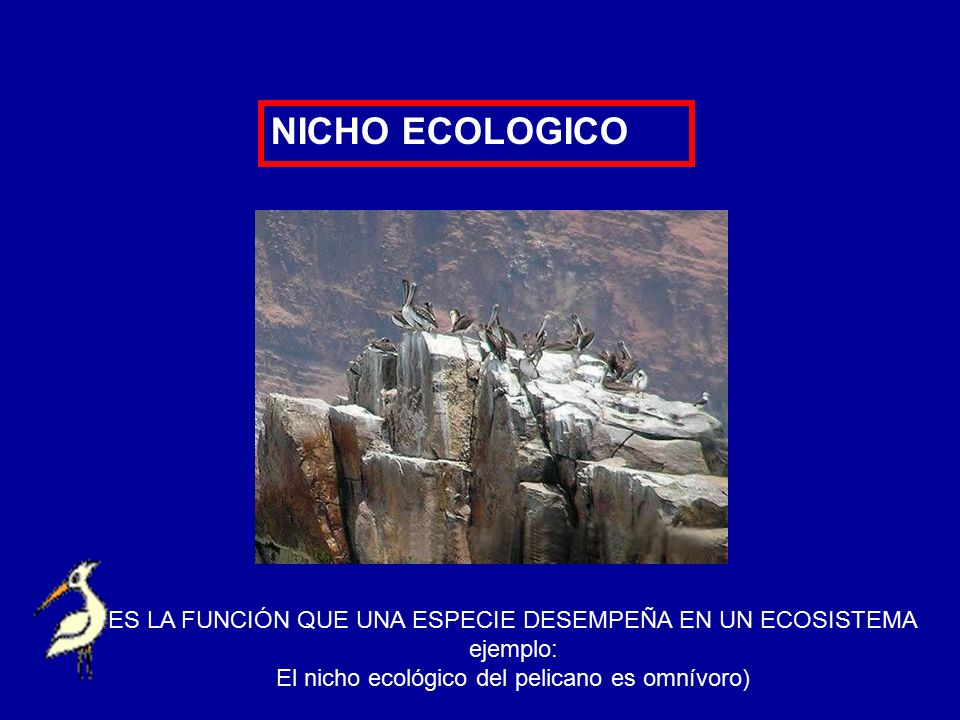 NICHO ECOLOGICO ES LA FUNCIÓN QUE UNA ESPECIE DESEMPEÑA EN UN ECOSISTEMA.