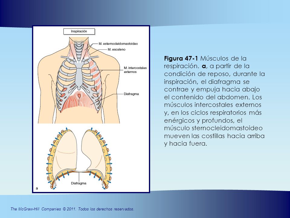 Figura 47-1 Músculos de la respiración