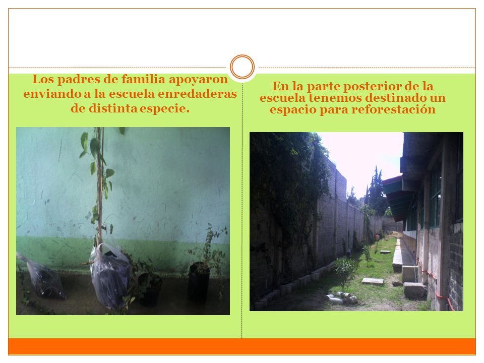 En la parte posterior de la escuela tenemos destinado un espacio para reforestación