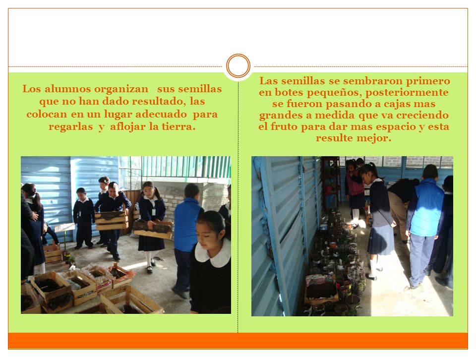 Los alumnos organizan sus semillas que no han dado resultado, las colocan en un lugar adecuado para regarlas y aflojar la tierra.