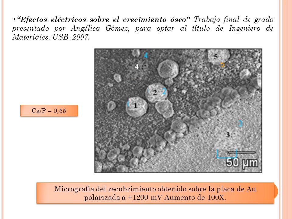 Efectos eléctricos sobre el crecimiento óseo Trabajo final de grado presentado por Angélica Gómez, para optar al título de Ingeniero de Materiales. USB