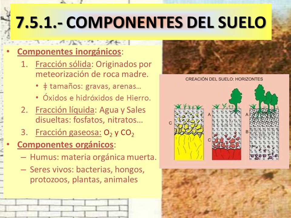 COMPONENTES DEL SUELO