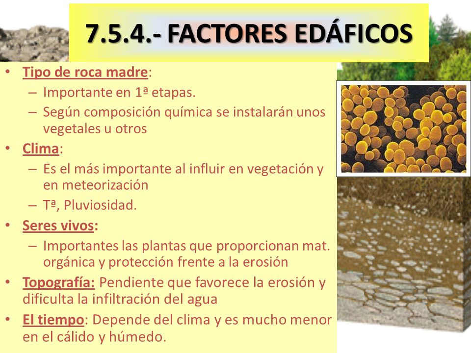 FACTORES EDÁFICOS Tipo de roca madre: Clima: Seres vivos:
