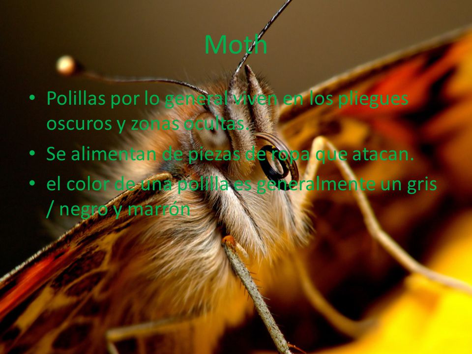 Moth Polillas por lo general viven en los pliegues oscuros y zonas ocultas. Se alimentan de piezas de ropa que atacan.