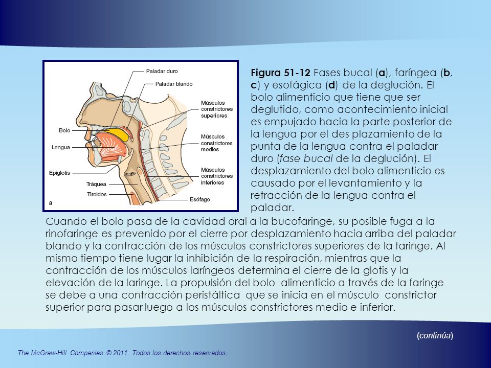 Figura Fases bucal (a), faríngea (b, c) y esofágica (d) de la deglución. El bolo alimenticio que tiene que ser deglutido, como acontecimiento inicial es empujado hacia la parte posterior de la lengua por el des plazamiento de la punta de la lengua contra el paladar duro (fase bucal de la deglución). El desplazamiento del bolo alimenticio es causado por el levantamiento y la retracción de la lengua contra el paladar.