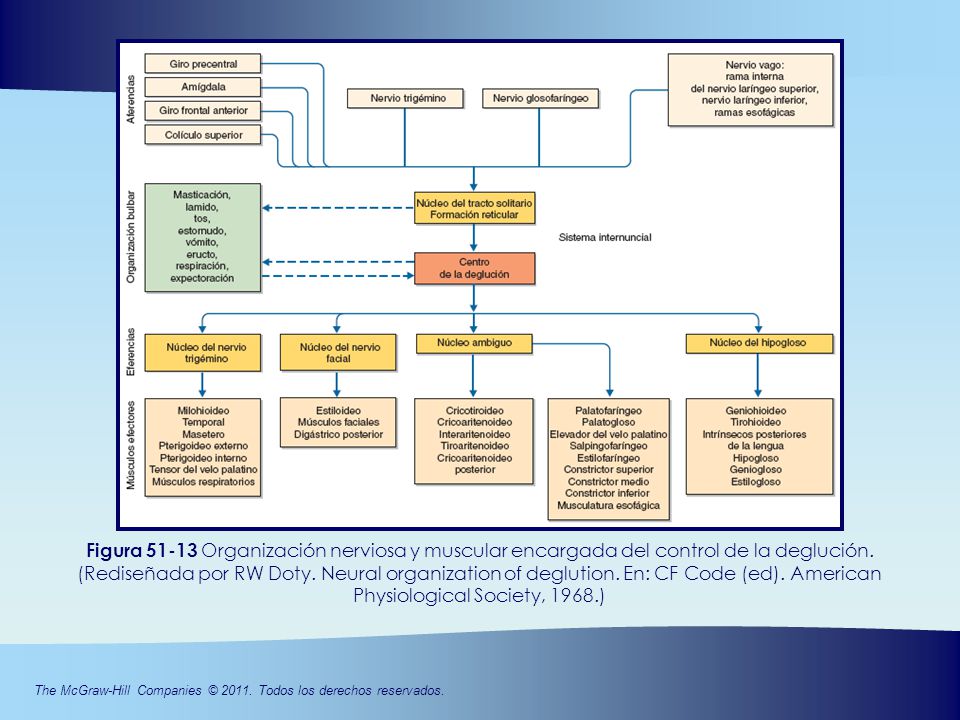 Figura Organización nerviosa y muscular encargada del control de la deglución.