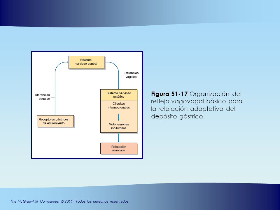 Figura Organización del reflejo vagovagal básico para la relajación adaptativa del depósito gástrico.