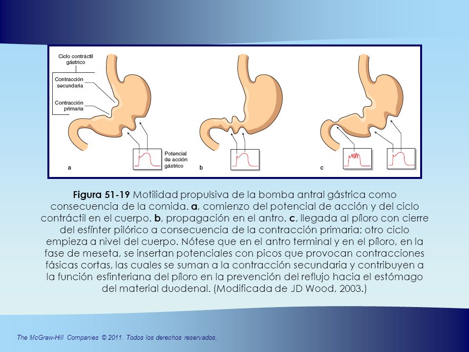 Figura Motilidad propulsiva de la bomba antral gástrica como consecuencia de la comida.