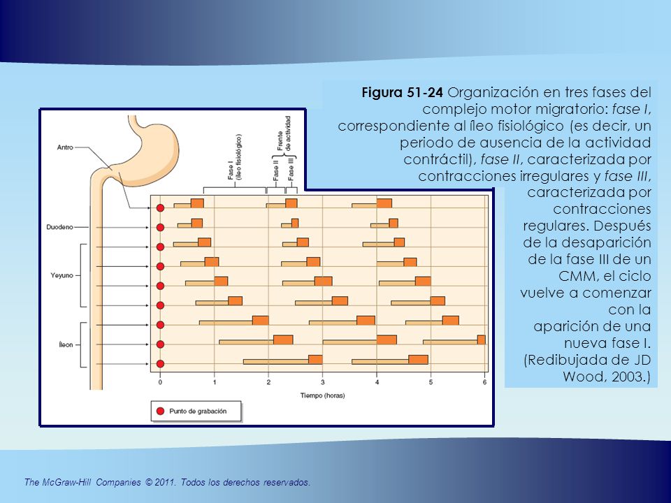 Figura Organización en tres fases del complejo motor migratorio: fase I, correspondiente al íleo fisiológico (es decir, un periodo de ausencia de la actividad contráctil), fase II, caracterizada por contracciones irregulares y fase III,