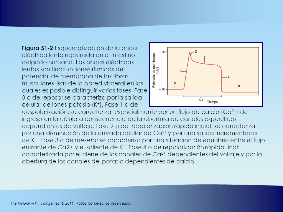 Figura 51-2 Esquematización de la onda eléctrica lenta registrada en el intestino delgado humano. Las ondas eléctricas lentas son fluctuaciones rítmicas del potencial de membrana de las fibras musculares lisas de la pared visceral en las cuales es posible distinguir varias fases. Fase 0 o de reposo: se caracteriza por la salida celular de iones potasio (K+). Fase 1 o de