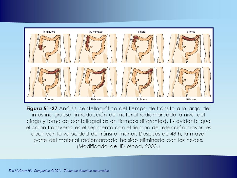 Figura Análisis centellográfico del tiempo de tránsito a lo largo del intestino grueso (introducción de material radiomarcado a nivel del ciego y toma de centellografías en tiempos diferentes).